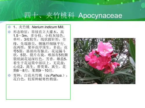 夹竹桃课件2