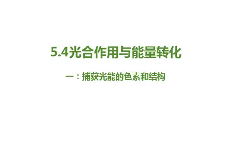 5.4.光合作用与能量转化 课件-高一上学期生物人教版(2019)必修一