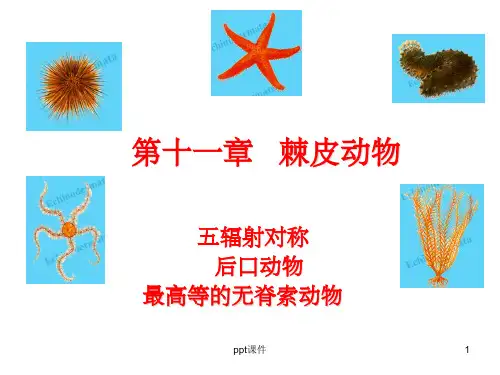 《棘皮动物门》PPT课件