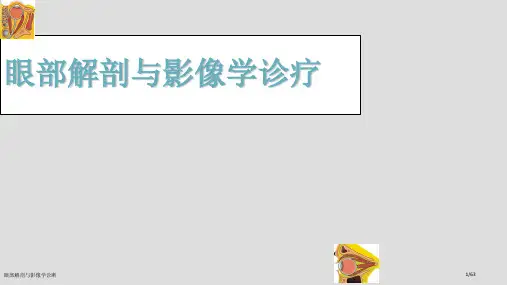 眼部解剖与影像学诊断