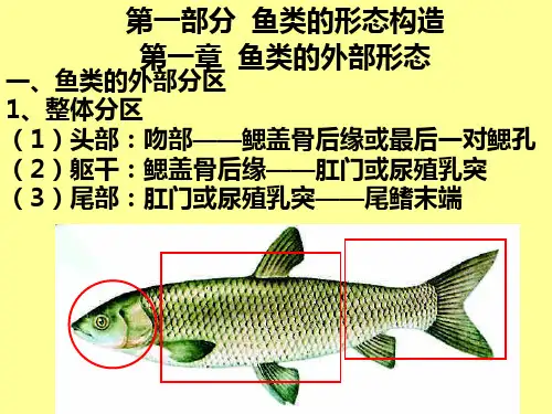 第一章  鱼类的外部形态