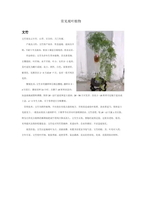 常见观叶植物