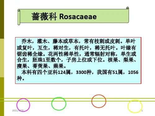 《蔷薇科植物分类》PPT课件