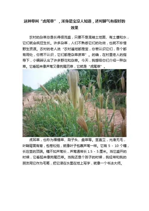 这种草叫“虎尾草”，浑身是宝没人知道，还对脚气有很好的效果