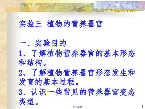 实验三  植物的营养器官