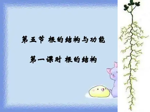 2023秋济南版八上第五节《根的结构与功能》ppt1