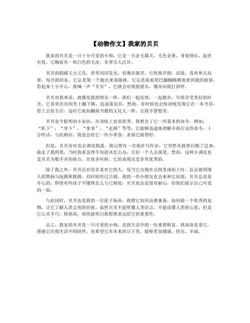 【动物作文】我家的贝贝