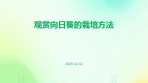 观赏向日葵的栽培方法