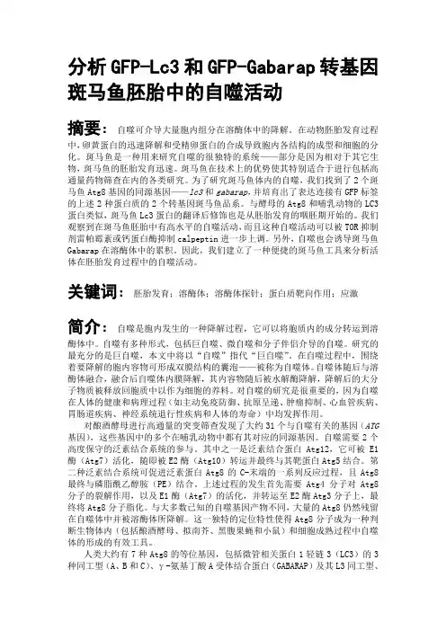 分析GFP-Lc3和GFP-Gabarap转基因斑马鱼胚胎中的自噬活动