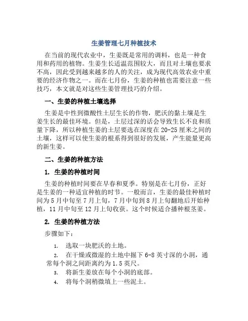 生姜管理七月种植技术