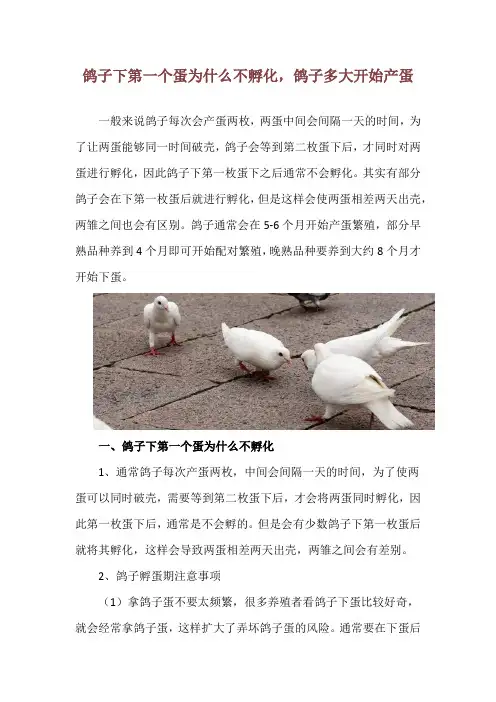 鸽子下第一个蛋为什么不孵化,鸽子多大开始产蛋