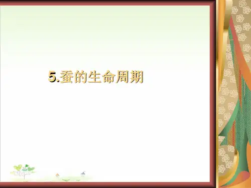 三年级下册科学-蚕的生命周期优秀课件教科版