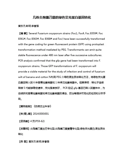 几株尖孢镰刀菌的绿色荧光蛋白基因转化