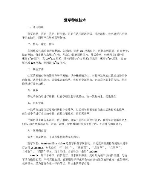 萱草种植技术
