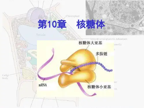 核糖体