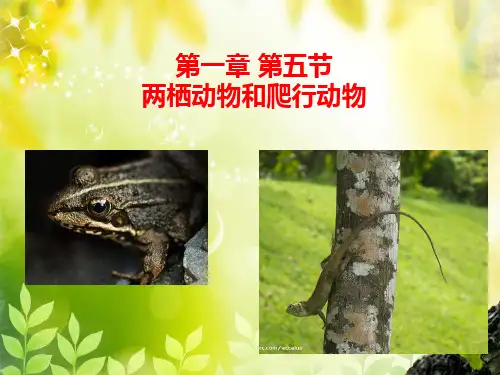 初中八年级上册生物《两栖动物和爬行动物》课件
