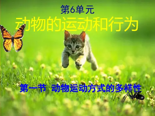 苏教版初中生物八年级上册 6.17.1 动物运动的形式和能量供应 课件(共17张PPT)