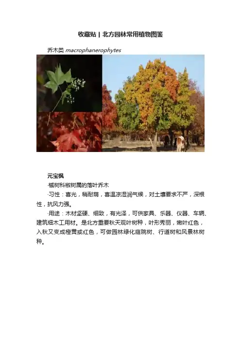 收藏贴丨北方园林常用植物图鉴