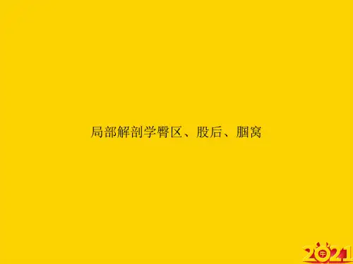 局部解剖学臀区、股后、腘窝ppt正式完整版
