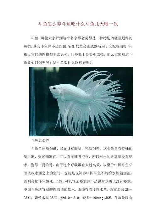 斗鱼怎么养 斗鱼吃什么 斗鱼几天喂一次