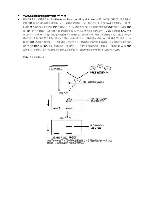 什么是凝胶迁移或电泳迁移率实验(EMSA)
