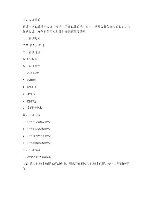 心脏结构实训报告