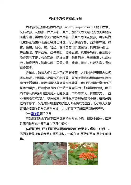 教你全方位鉴别西洋参