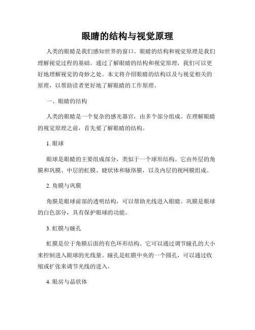 眼睛的结构与视觉原理