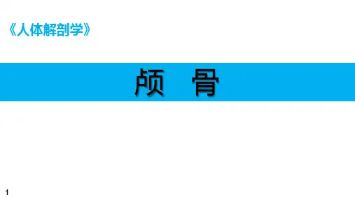 人体解剖学课件：颅骨