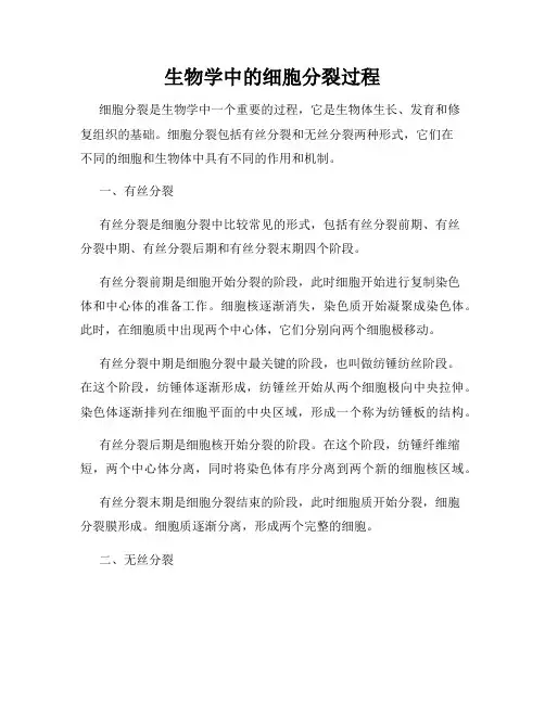 生物学中的细胞分裂过程