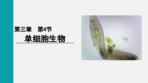 1.3.4单细胞生物课件(共21张PPT)2024-2025 人教版(2024)生物七年级上册