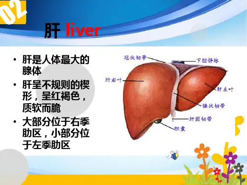 肝的组织结构和功能PPT38页