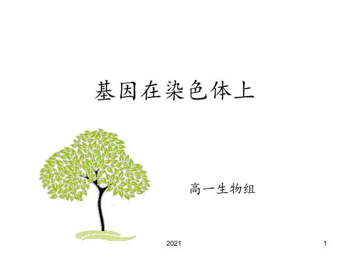 基因在染色体上说课稿PPT课件