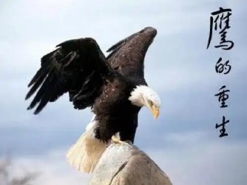 鹰的重生