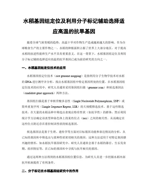 水稻基因组定位及利用分子标记辅助选择适应高温的抗旱基因