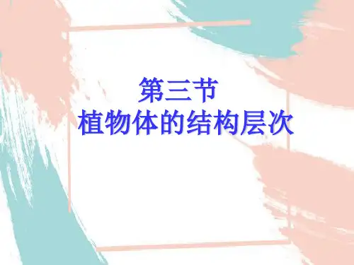 第三节植物体的结构层次课件 人教版生物七年级上册
