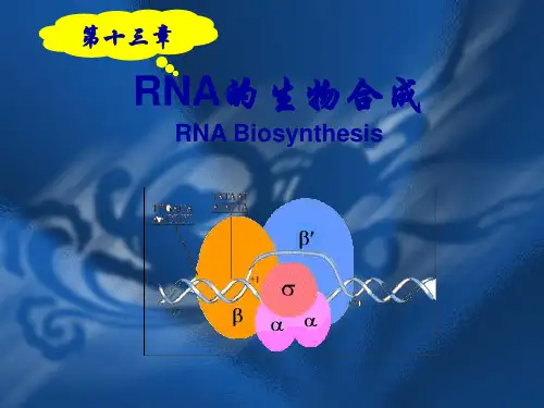 生物化学课件第十三章 RNA的生物合成