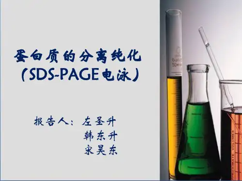蛋白质的分离与提纯