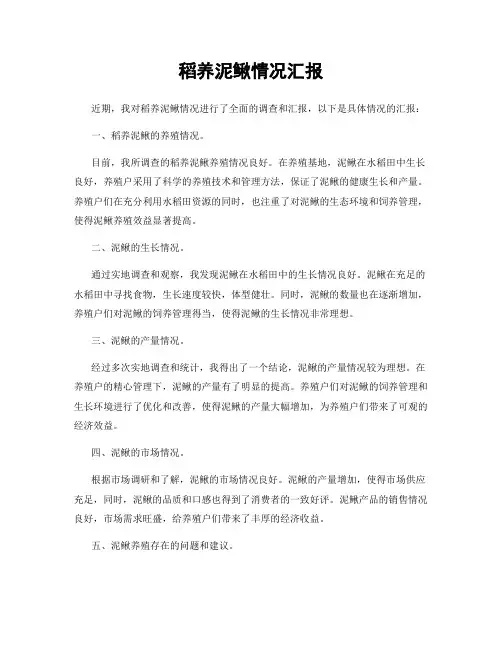 稻养泥鳅情况汇报