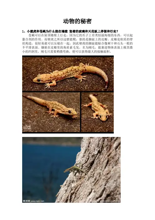 动物的秘密