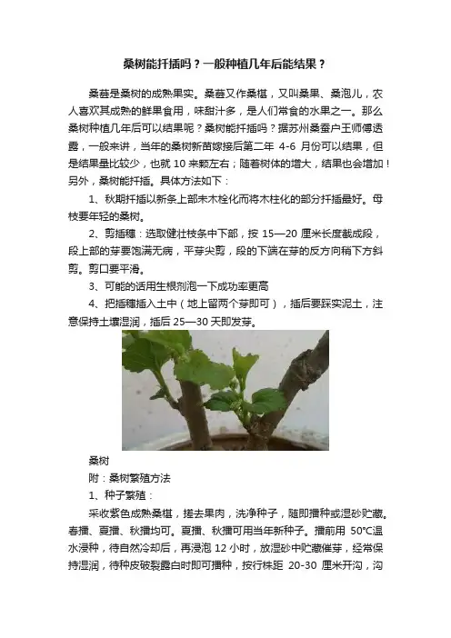 桑树能扦插吗？一般种植几年后能结果？