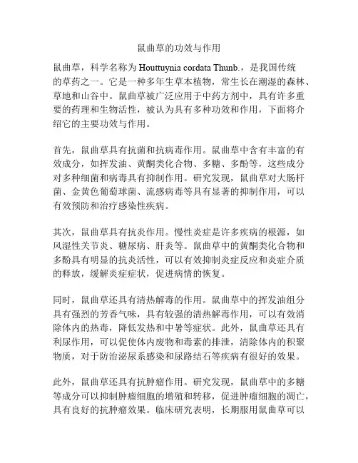 鼠曲草的功效与作用