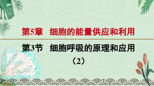 高中生物必修一课件：5.3.2细胞呼吸的原理和应用(新教材)(共19张PPT)(完美版课件)