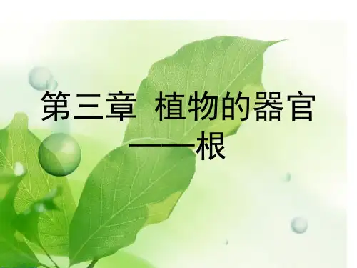 药用植物学 - -根