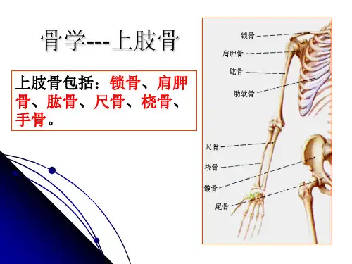解剖学-上肢骨