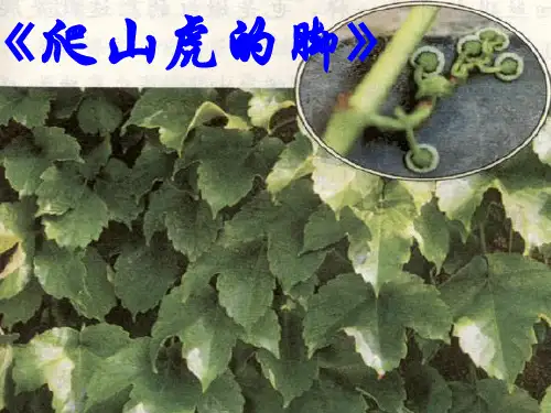 《爬山虎的脚》第二课时课件