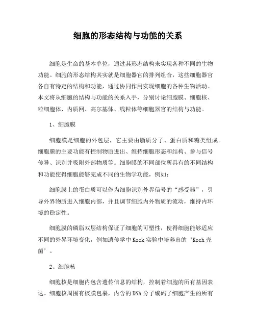 细胞的形态结构与功能的关系