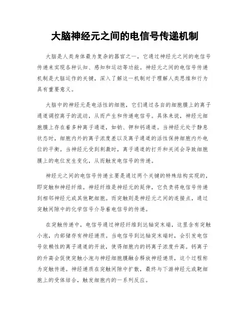 大脑神经元之间的电信号传递机制