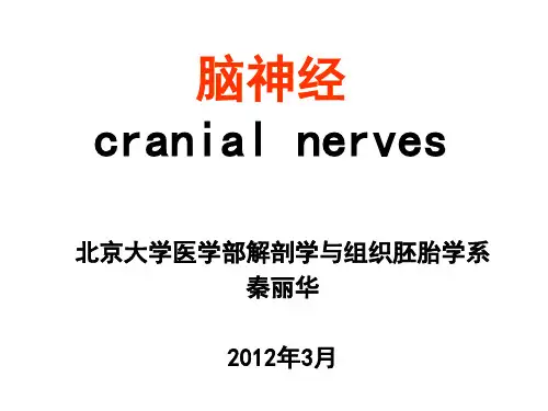 脑神经和内脏神经
