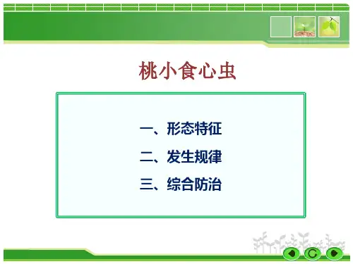 桃小食心虫
